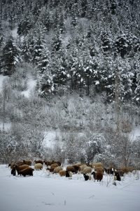 mustafachelebiarsivinden1-17