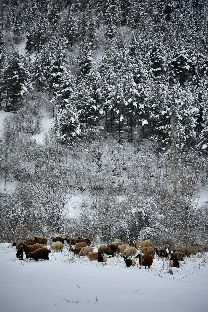 mustafachelebiarsivinden1-17