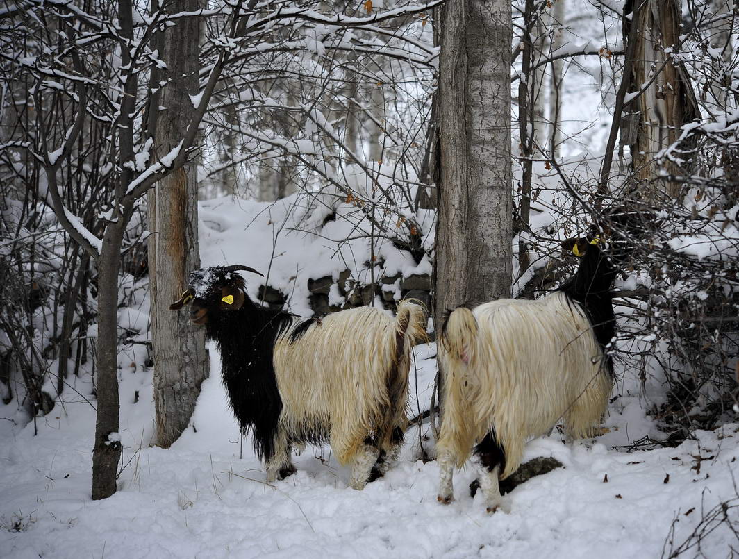 mustafachelebiarsivinden1-18