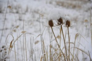 mustafachelebiarsivinden1-21