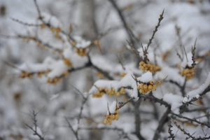 mustafachelebiarsivinden1-22