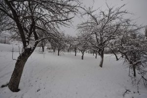 mustafachelebiarsivinden1-23