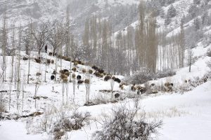 mustafachelebiarsivinden1-24