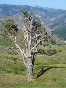 orta_pungar_çardak (1)