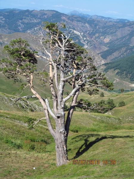 orta_pungar_çardak (1)