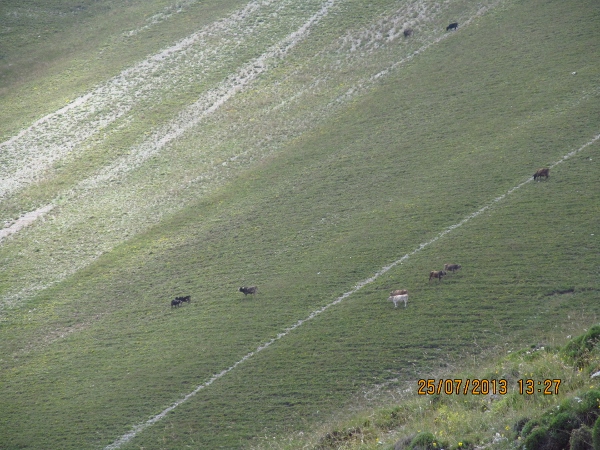 orta_pungar_çardak (13)