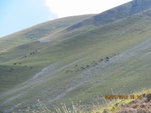 orta_pungar_çardak (27)