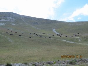 orta_pungar_çardak (33)