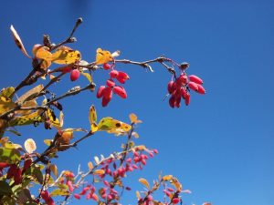 ozleyenlere_gelsin (2)