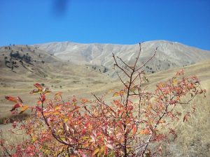 ozleyenlere_gelsin (7)