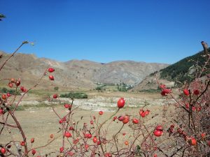 ozleyenlere_gelsin (8)